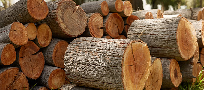 Le bois comme matière première pour fabriquer du papier