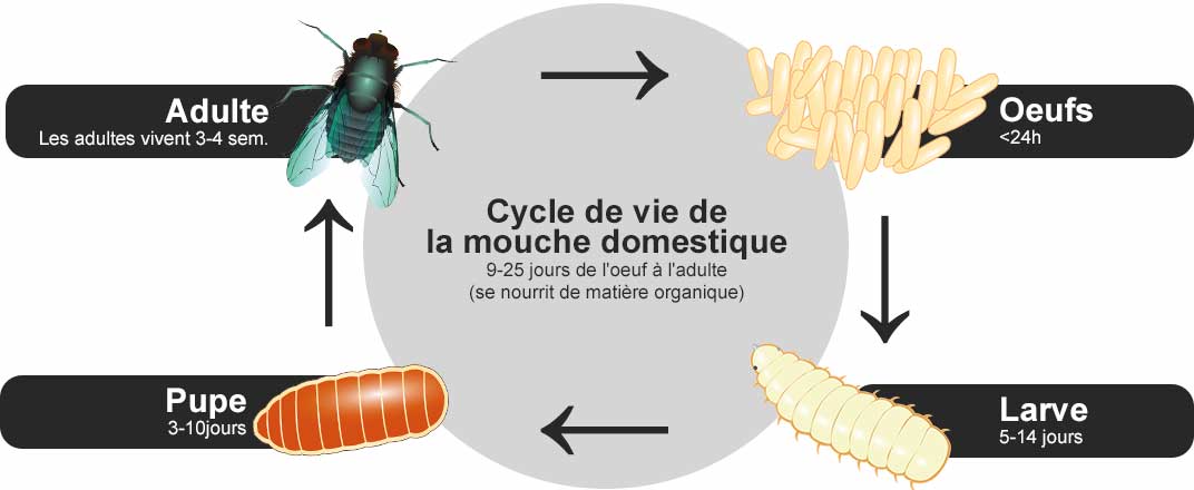 Le cycle de vie d'une mouche et d'un asticot