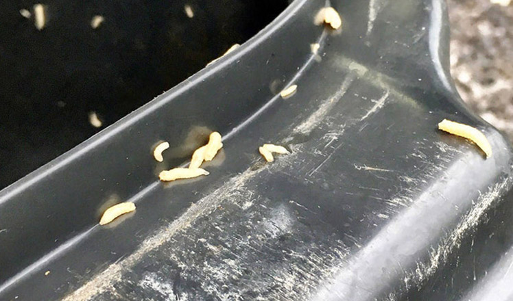 Eviter les asticots dans une poubelle extérieure